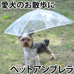 dog rain 1.jpg