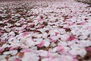 桜のカーペット.jpg