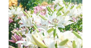 生花