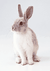 ウサギの画像